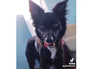 Cachorro raça Vira lata  idade 1 ano nome Princesa 