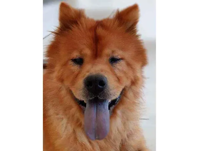 Cachorro raça CHOW CHOW idade 2 anos nome AMORA