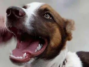 Cachorro raça SRD idade 2 a 6 meses nome PATINHA