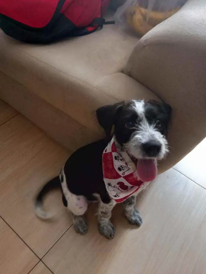 Cachorro ra a RND idade 2 a 6 meses nome Marley