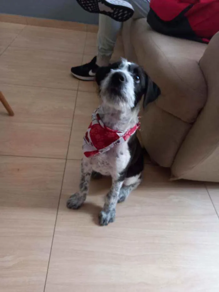 Cachorro ra a RND idade 2 a 6 meses nome Marley