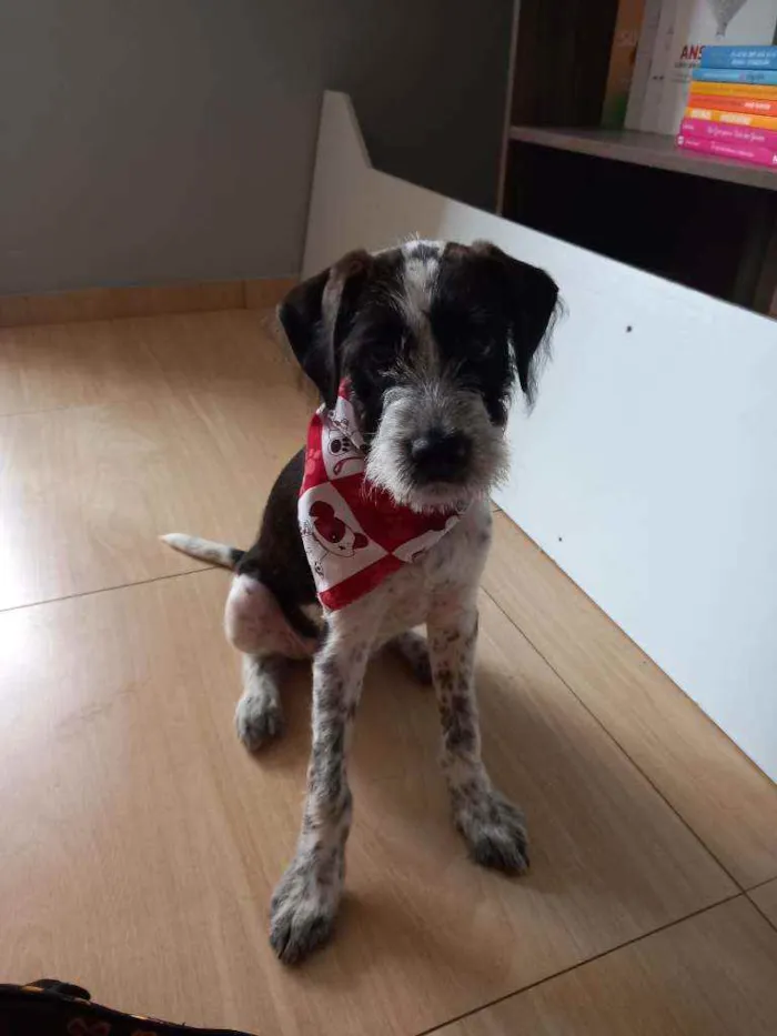 Cachorro ra a RND idade 2 a 6 meses nome Marley