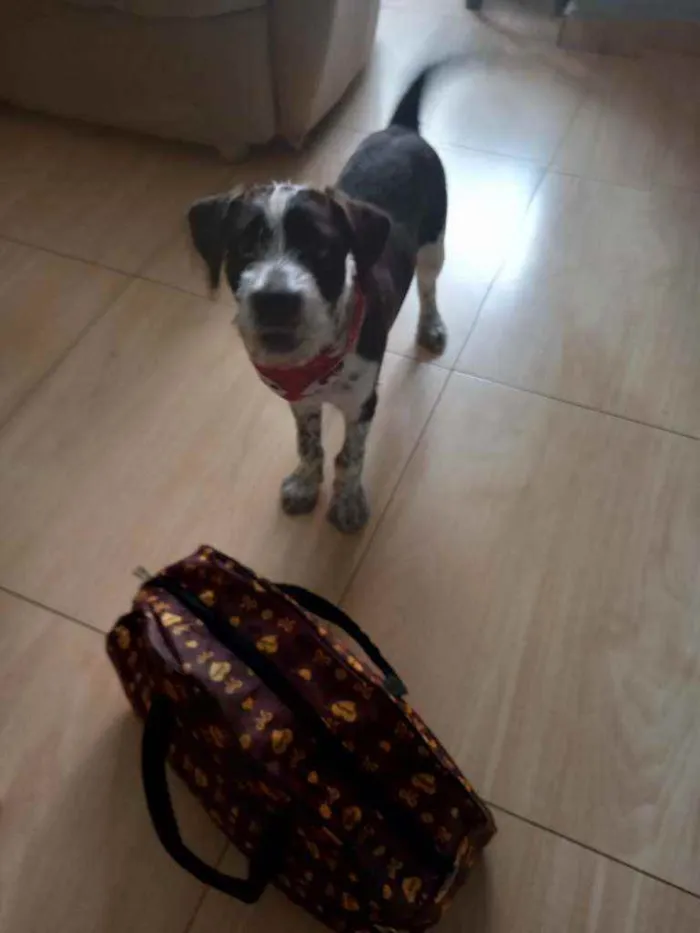 Cachorro ra a RND idade 2 a 6 meses nome Marley
