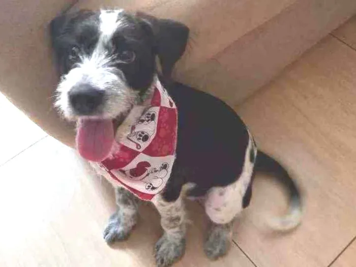 Cachorro ra a RND idade 2 a 6 meses nome Marley