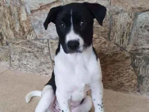 Cachorro raça SRD idade 2 a 6 meses nome LANNA
