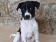 Cachorro raça SRD idade 2 a 6 meses nome LANNA