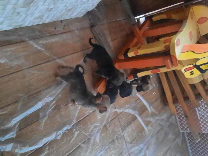 Cachorro ra a vira lata idade Abaixo de 2 meses nome não tem nome