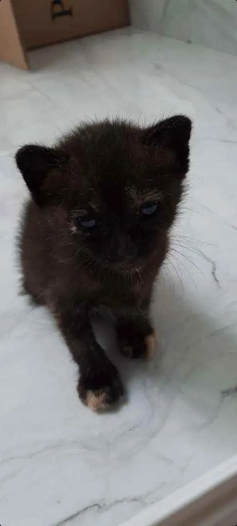 Gato ra a Normal idade Abaixo de 2 meses nome Shakira