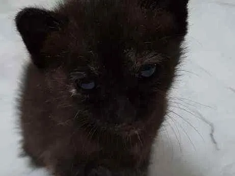 Gato ra a Normal idade Abaixo de 2 meses nome Shakira