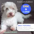 Cachorro raça Srd idade 4 anos nome Ziek