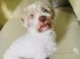 Cachorro raça Srd idade 4 anos nome Ziek