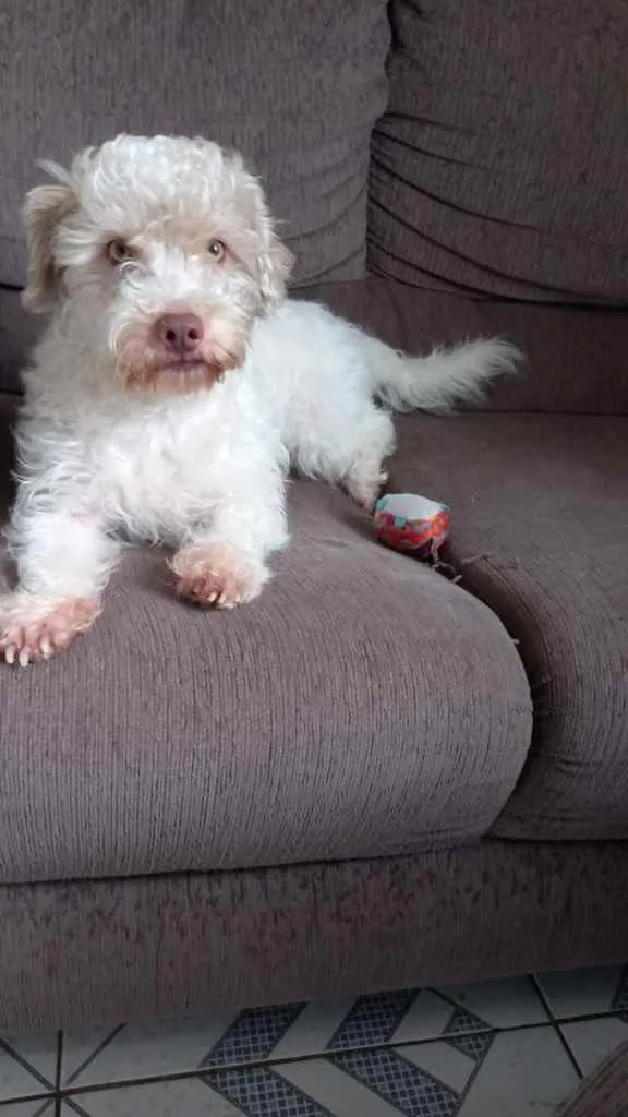 Cachorro raça Srd idade 4 anos nome Ziek