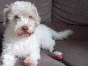 Cachorro raça Srd idade 4 anos nome Ziek