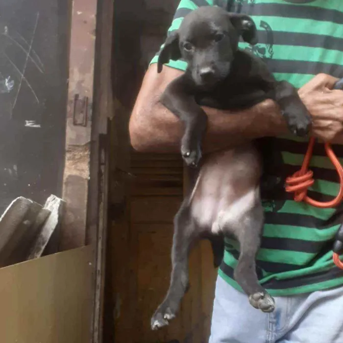 Cachorro ra a SRD idade 2 a 6 meses nome Lila