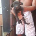 Lila