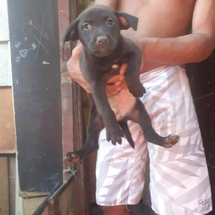 Cachorro ra a SRD idade 2 a 6 meses nome Lila