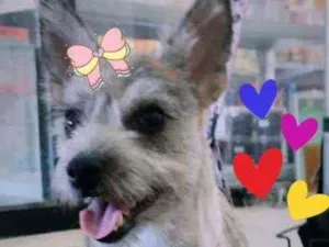 Cachorro raça Srd idade 7 a 11 meses nome Amora