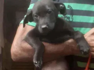 Cachorro raça SRD idade 2 a 6 meses nome Lila
