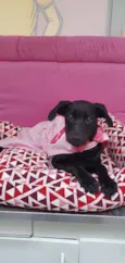 Cachorro raça SRD  idade 2 a 6 meses nome MANDY