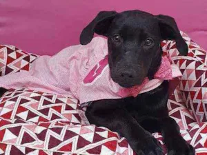 Cachorro raça SRD  idade 2 a 6 meses nome MANDY