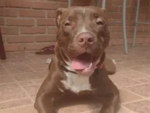 Cachorro raça Pit Bull idade 7 a 11 meses nome Hanna