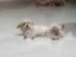 Cachorro ra a Vira lata idade 2 anos nome Bidu