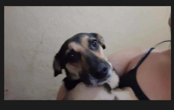 Cachorro ra a Mista idade 2 anos nome Maju