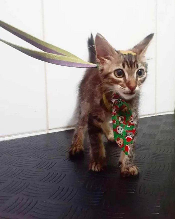 Gato ra a RSD idade 2 a 6 meses nome Chumbo