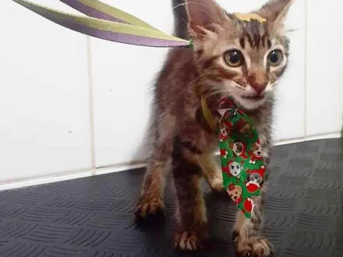Gato ra a RSD idade 2 a 6 meses nome Chumbo
