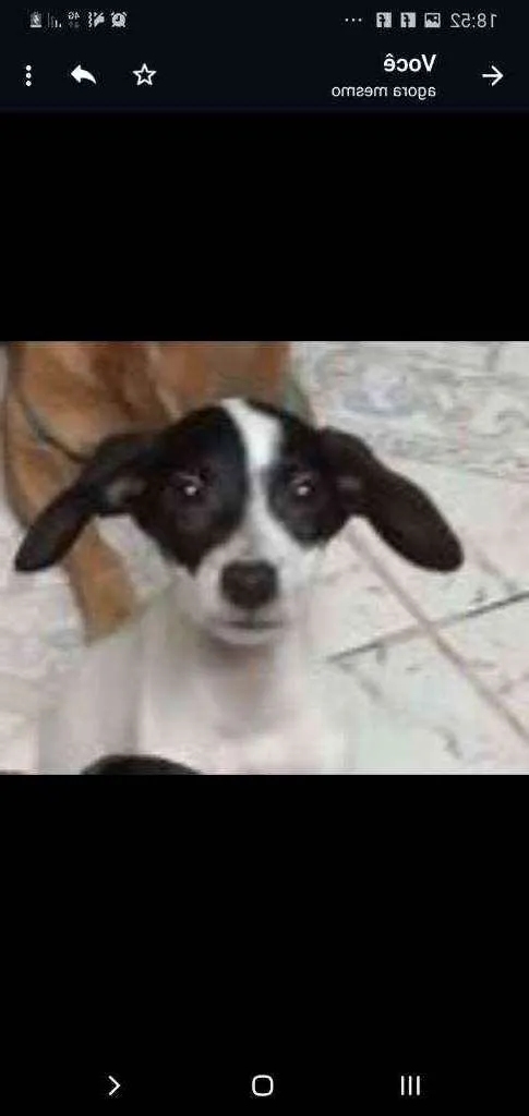 Cachorro ra a SRD idade 2 a 6 meses nome Pandora 