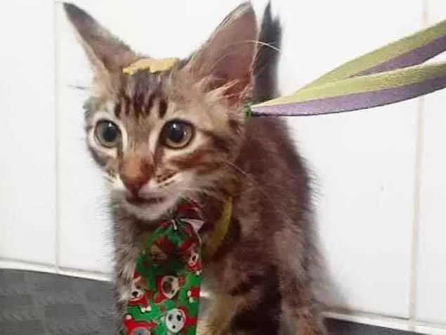 Gato ra a RSD idade 2 a 6 meses nome Chumbo