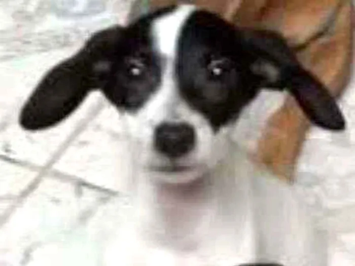 Cachorro ra a SRD idade 2 a 6 meses nome Pandora 