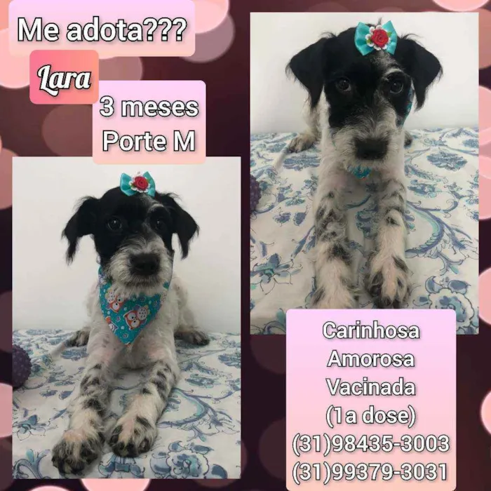 Cachorro raça SRD idade 2 a 6 meses nome Lara