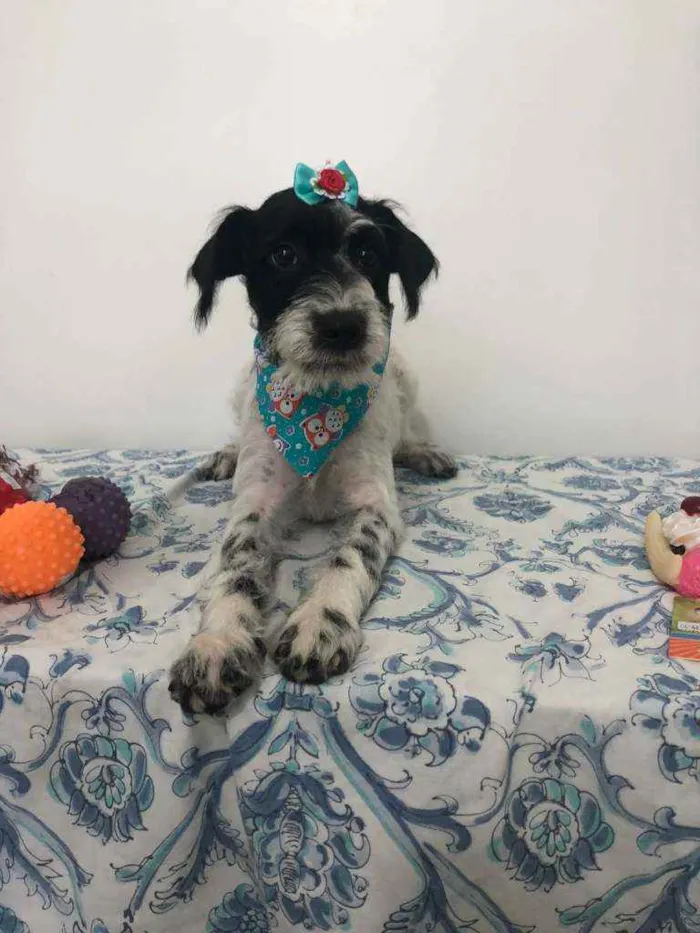 Cachorro raça SRD idade 2 a 6 meses nome Lara