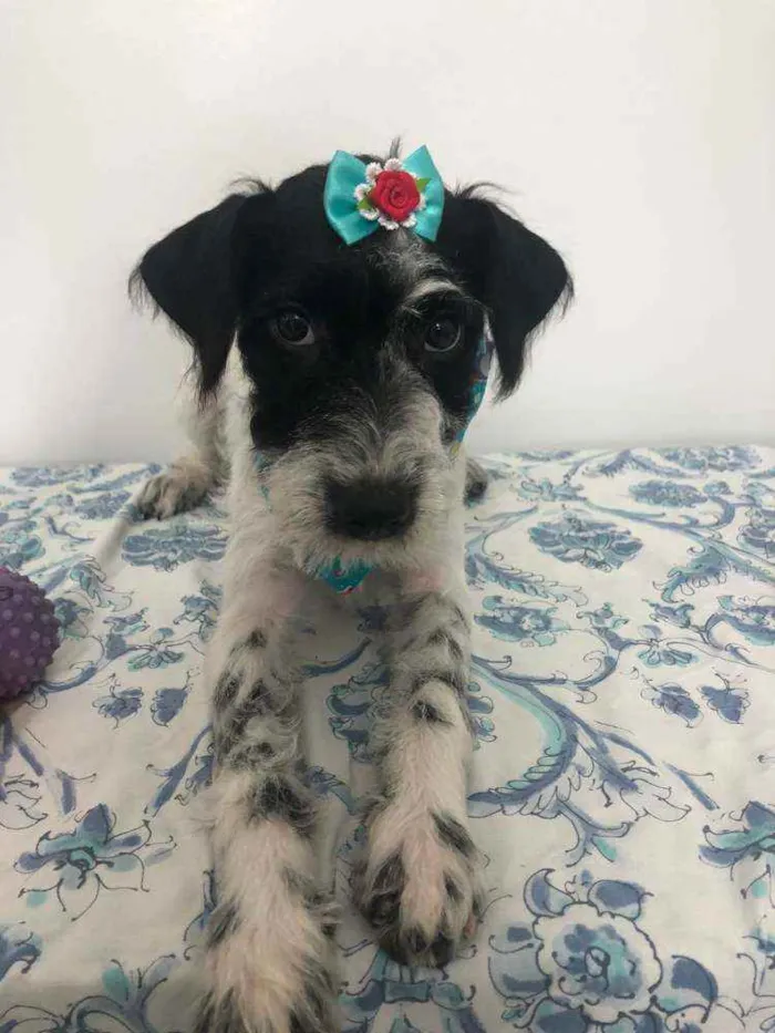Cachorro raça SRD idade 2 a 6 meses nome Lara