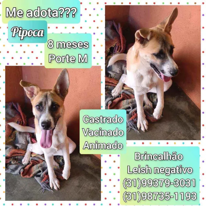 Cachorro raça SRD idade 7 a 11 meses nome Pipoca