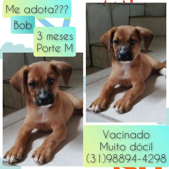 Cachorro raça SRD idade 2 a 6 meses nome Bob