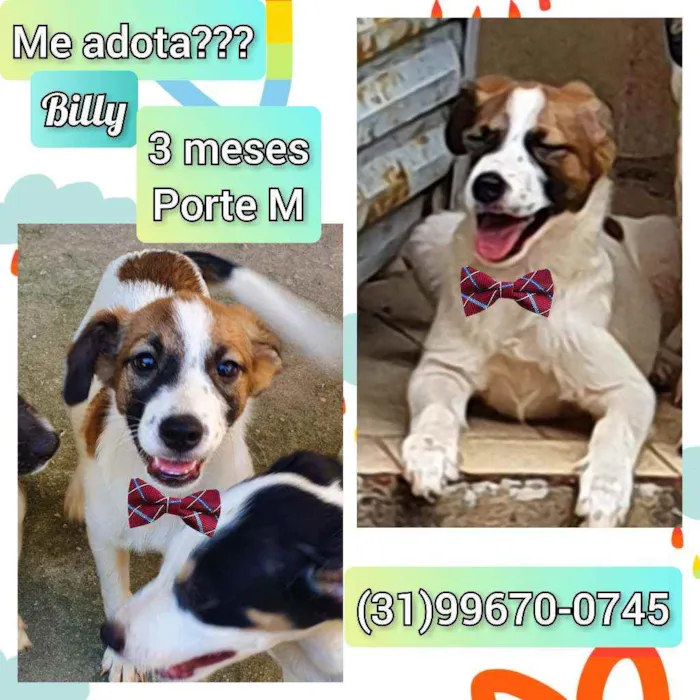 Cachorro raça SRD idade 2 a 6 meses nome Billy