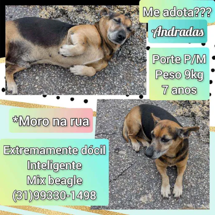 Cachorro raça SRD idade 6 ou mais anos nome Andradas