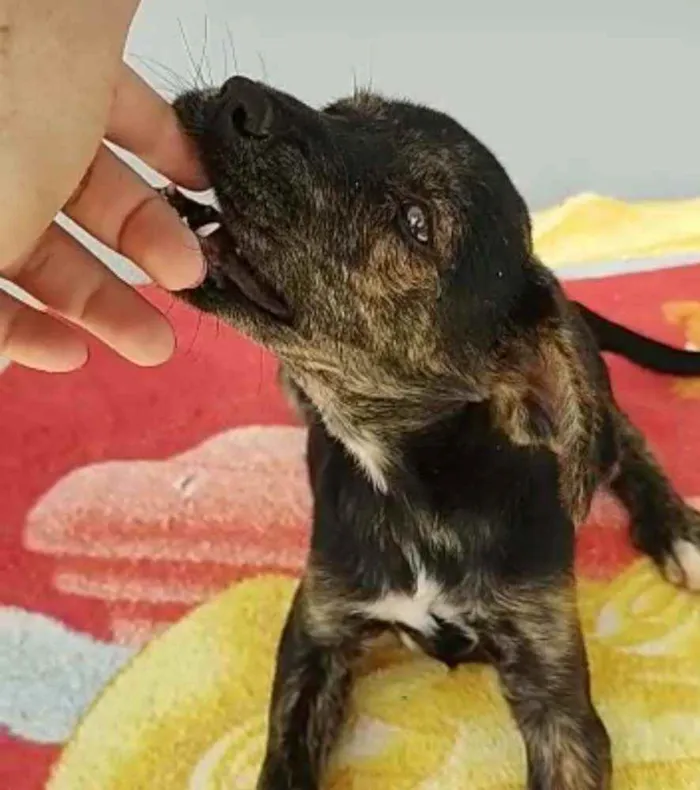 Cachorro raça SRD idade 2 a 6 meses nome Maya