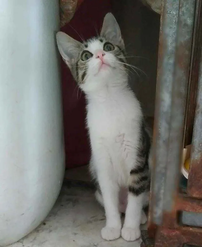 Gato ra a Srd idade 2 a 6 meses nome Cindy