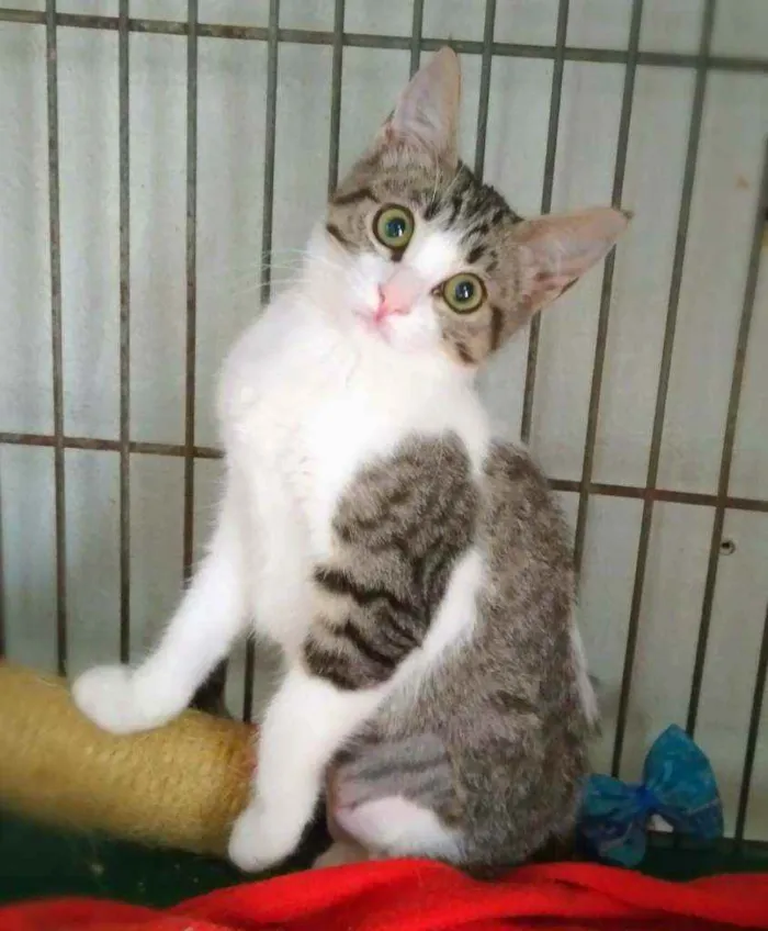 Gato ra a Srd idade 2 a 6 meses nome Cindy