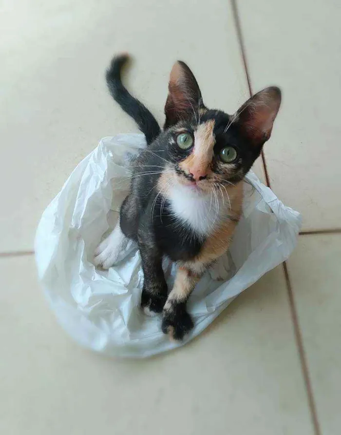Gato ra a Srd idade 2 a 6 meses nome Esther