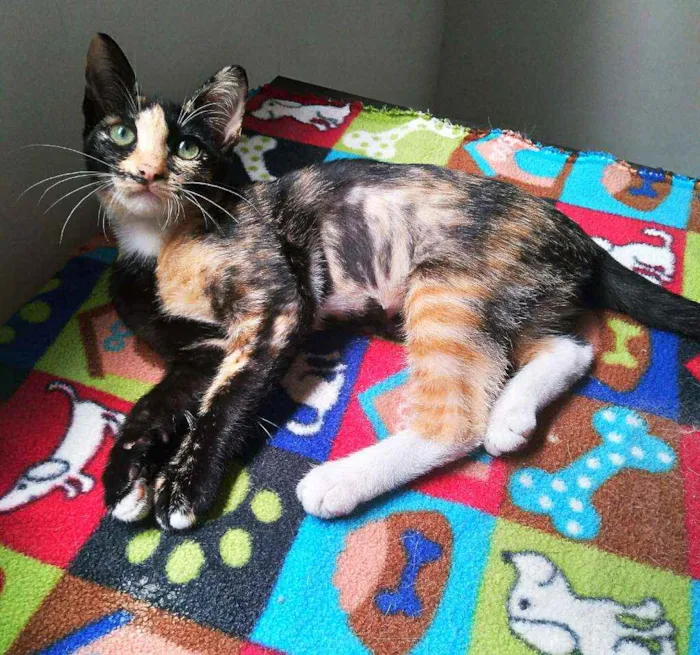 Gato ra a Srd idade 2 a 6 meses nome Esther