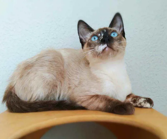 Gato ra a Srd idade 2 a 6 meses nome July & April