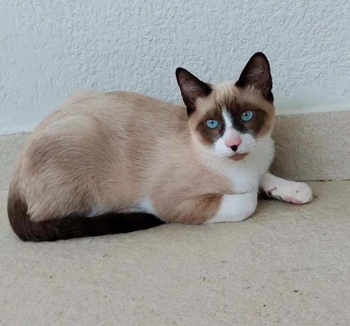 Gato ra a Srd idade 2 a 6 meses nome July & April