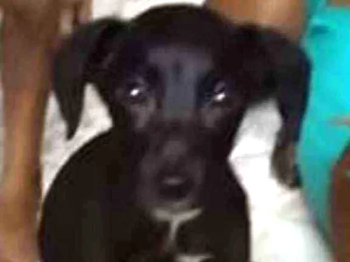 Cachorro ra a SRD idade 2 a 6 meses nome Zeus