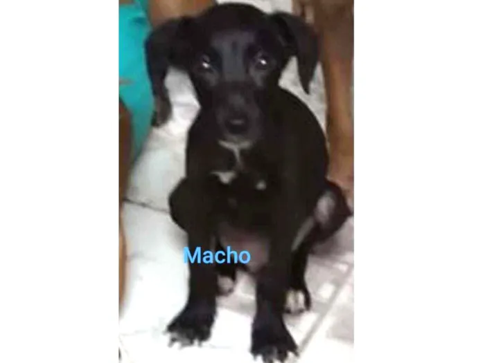 Cachorro ra a SRD idade 2 a 6 meses nome Zeus