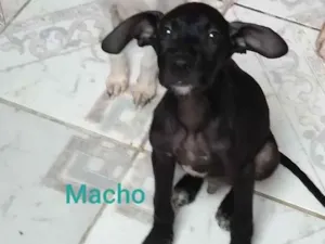 Cachorro raça SRD idade 2 a 6 meses nome Thor