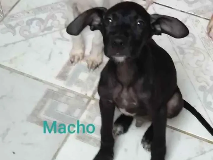 Cachorro ra a SRD idade 2 a 6 meses nome Thor